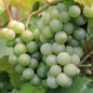 Erdbeerwein Isabella weiß (Pflanze)