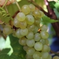 Wein Jutrzenka (Pflanze)