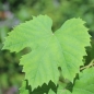 Wein Jutrzenka (Pflanze)