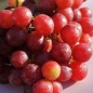 Wein Kalina (Pflanze)