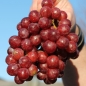 Wein Kalina (Pflanze)