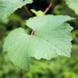 Wein Kalina (Pflanze)