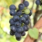 Wein Kloster Lehnin (Pflanze)