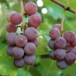Erdbeerwein Lidia (Pflanze)