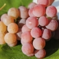 Erdbeerwein Lidia (Pflanze)