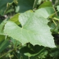 Erdbeerwein Lidia (Pflanze)