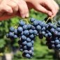 Wein Zilga (Pflanze)