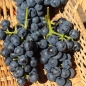 Wein New York Muscat (Pflanze)
