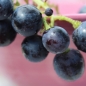 Wein New York Muscat (Pflanze)