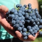 Wein New York Muscat (Pflanze)