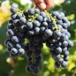Wein New York Muscat (Pflanze)