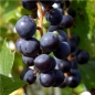 Erdbeerwein Rembrandt (Pflanze)