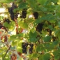 Erdbeerwein Rembrandt (Pflanze)