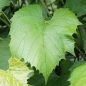 Erdbeerwein Rembrandt (Pflanze)
