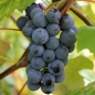 Erdbeerwein Ripatella (Pflanze)