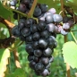 Wein Zilga (Pflanze)