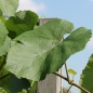 Wein Zilga (Pflanze)