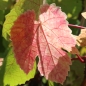 Wein Zilga (Pflanze)