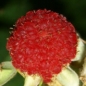 Weiße Zimthimbeere