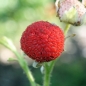 Weiße Zimthimbeere (Pflanze)