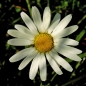 Wiesenmargerite (Samen)