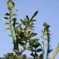 Wiesenschaumkraut (Samen)