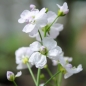 Wiesenschaumkraut (Samen)