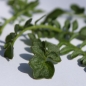 Wiesenschaumkraut (Samen)