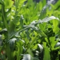 Wilde Italienische Rucola (Pflanze)
