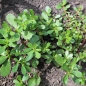 Wilder Portulak (Samen)