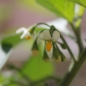 Wonderberry (Samen)