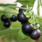 Wonderberry Mrs. B's Nonbitter (Samen)