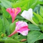 Neu! Wunderblume Striped Mix (Samen)