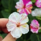 Neu! Wunderblume Striped Mix (Samen)