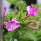 Neu! Wunderblume Striped Mix (Samen)