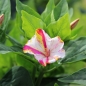 Neu! Wunderblume Striped Mix (Samen)
