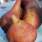 Yacon Rojo et Blanco (Pflanze)
