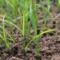 Neu! Yemlik (Samen)