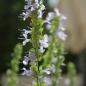 Ysop himmelblau (Pflanze)