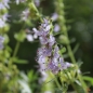Ysop himmelblau (Pflanze)