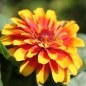 Zinnie Macarenia (Samen)