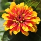 Zinnie Macarenia (Samen)