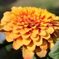 Zinnie Macarenia (Samen)