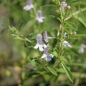 Zitronenbergbohnenkraut (Pflanze)