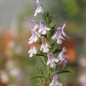 Zitronenbergbohnenkraut (Pflanze)