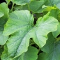Neu! Zucchini Bianco di Sicilia (Samen)
