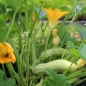 Neu! Zucchini Bianco di Sicilia (Samen)
