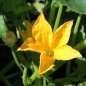 Neu! Zucchini Bianco di Sicilia (Samen)
