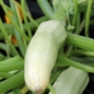 Neu! Zucchini Bianco di Sicilia (Samen)