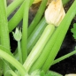 Neu! Zucchini Bianco di Sicilia (Samen)